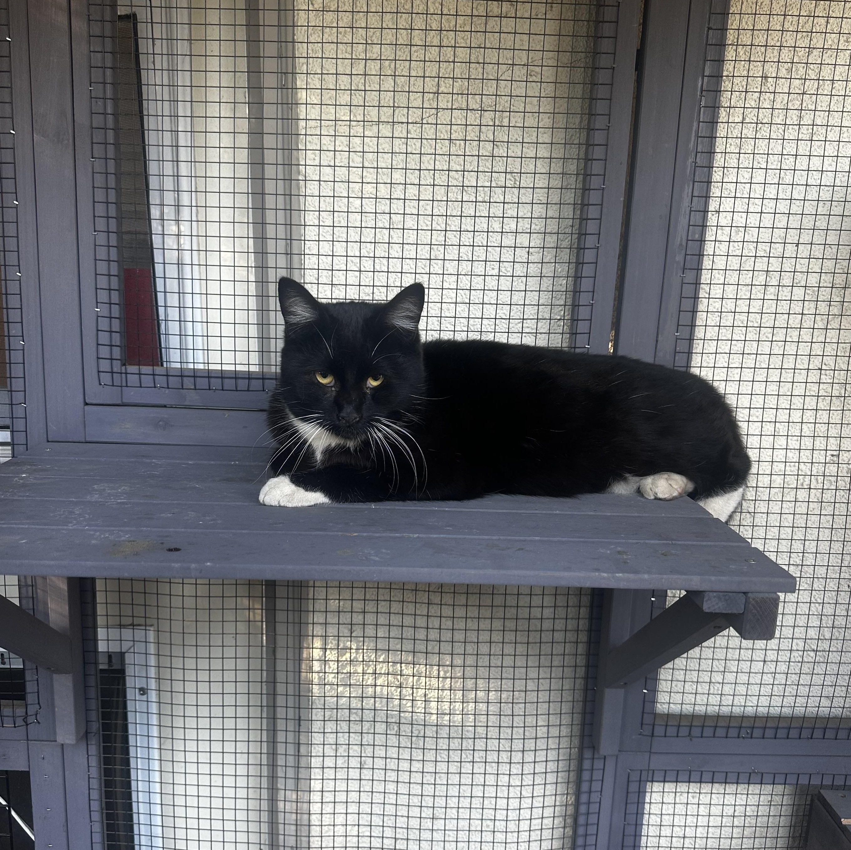 Penguin, an adoptable Tuxedo in Fresno, CA, 93711 | Photo Image 1