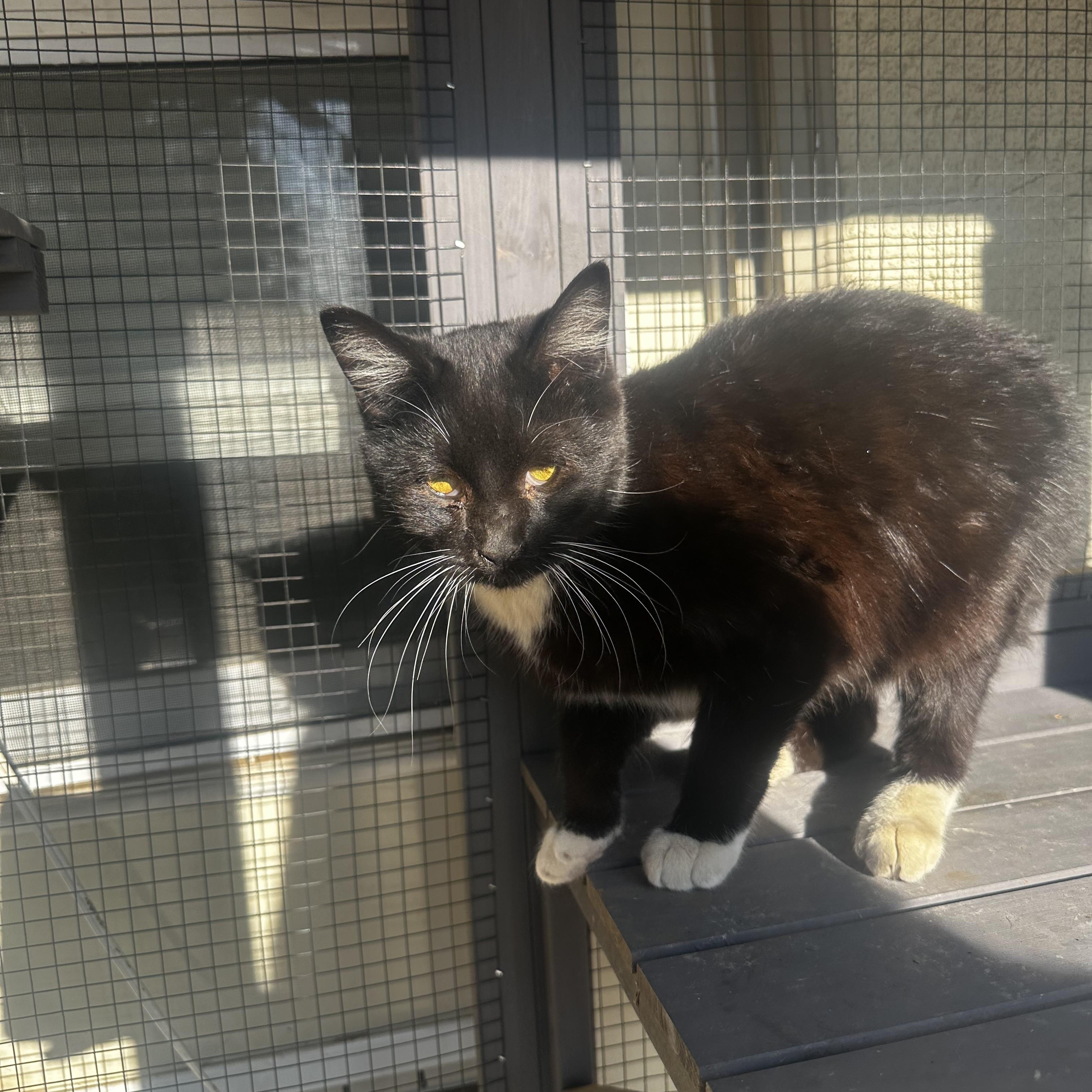 Enlarge Penguin, a Adoptable Tuxedo in Fresno, CA image 3/4