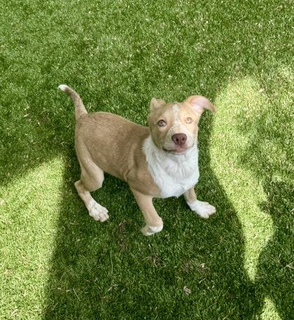 Bella, ADOPTABLE, Young Female Mixed Breed.