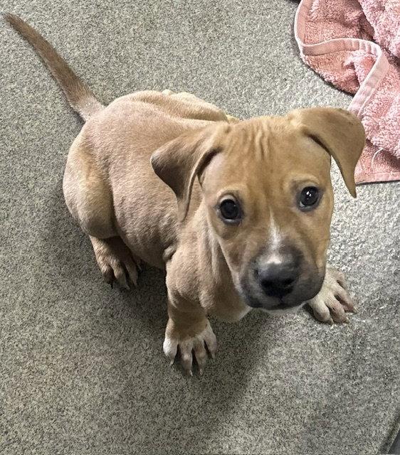 Enlarge Kimmy 2 months AVAILABLE 5/20, a Adoptable Mixed Breed in Sterling, MA image 1/1
