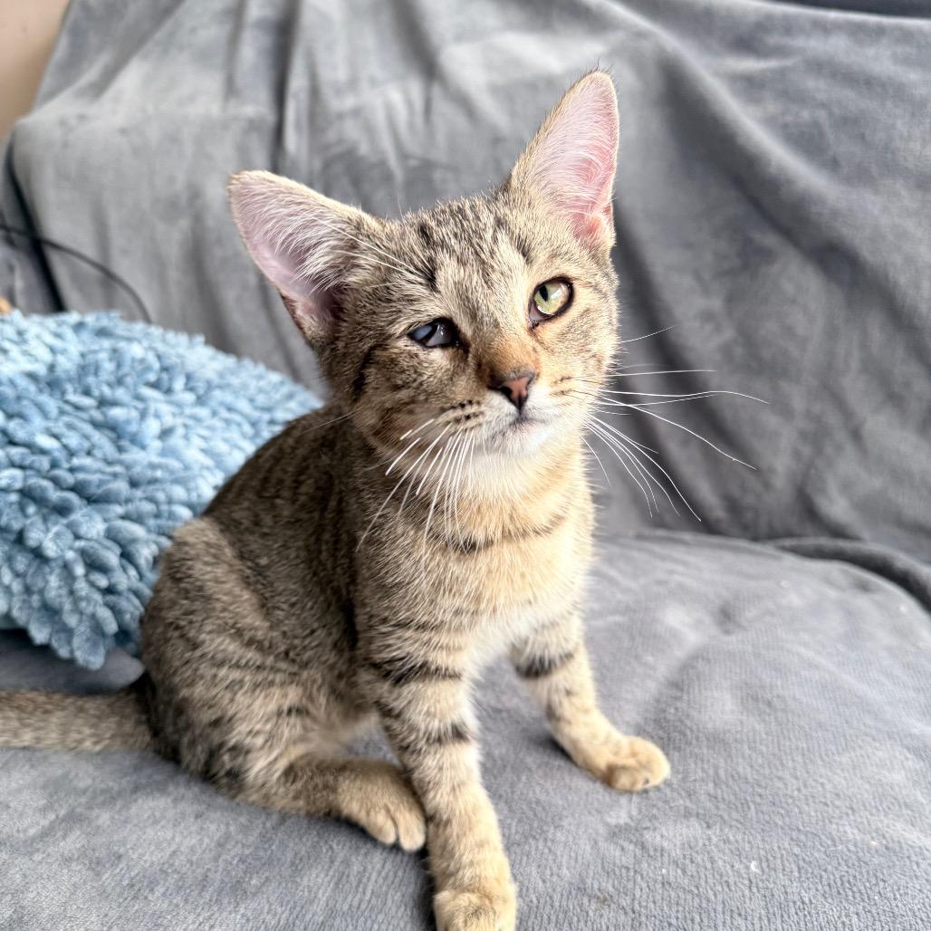 Enlarge Jasper, an adopted Domestic Short Hair in Hollywood, FL image 1/4