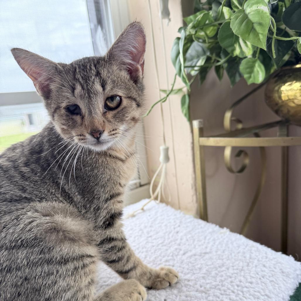 Enlarge Jasper, an adopted Domestic Short Hair in Hollywood, FL image 3/4