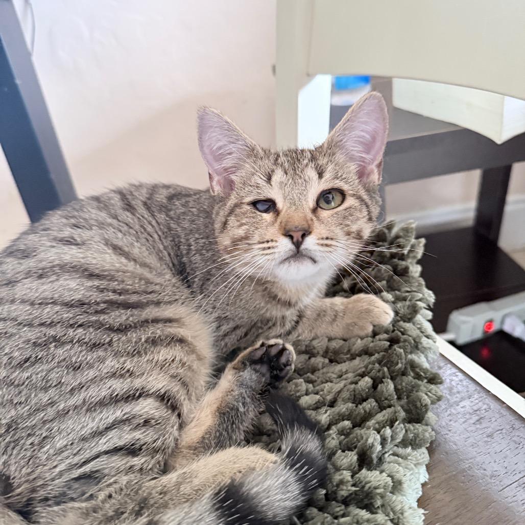 Enlarge Jasper, an adopted Domestic Short Hair in Hollywood, FL image 2/4