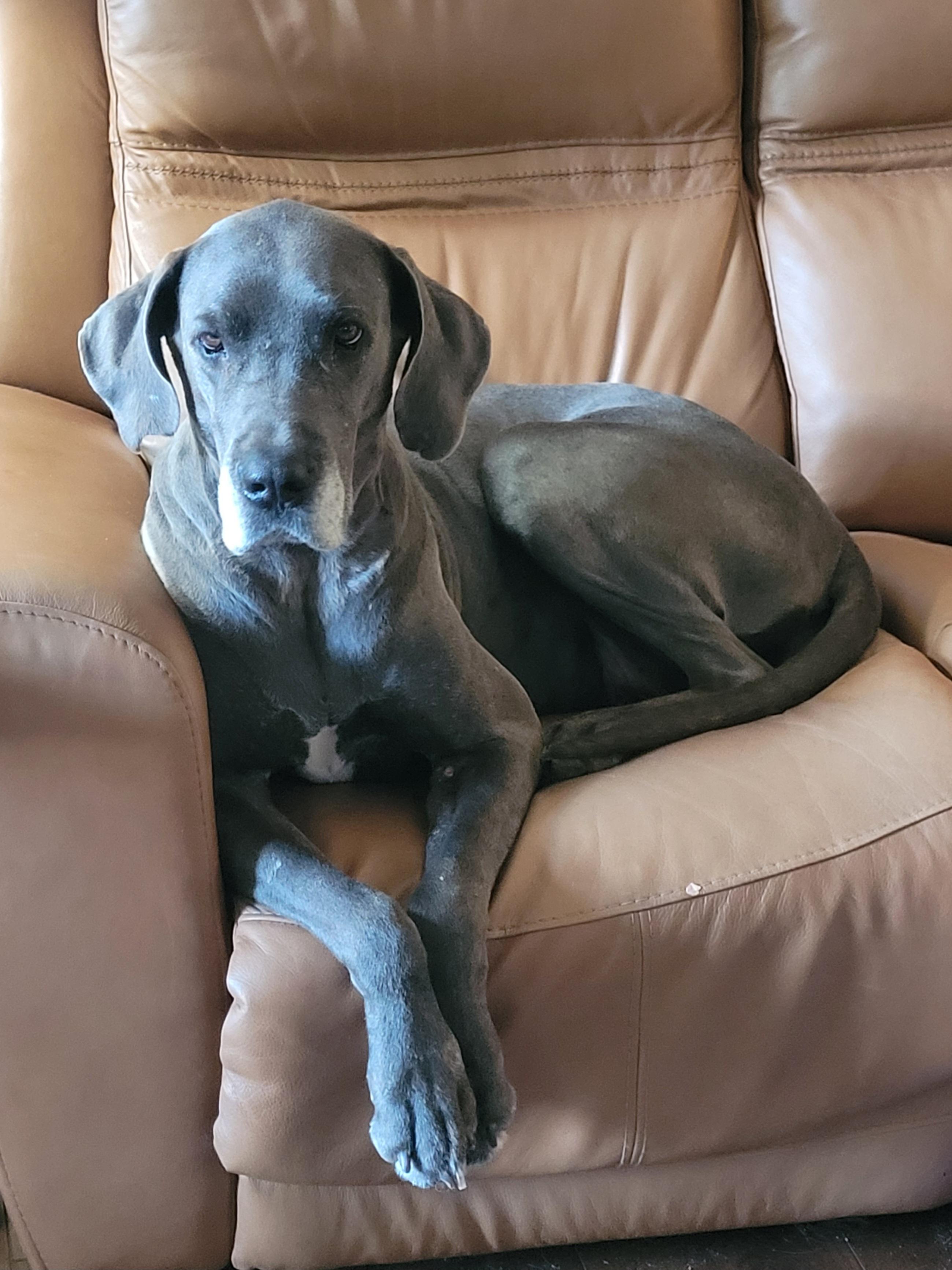Enlarge Clover, a ADOPTABLE Great Dane in Catlettsburg, KY image 3/6