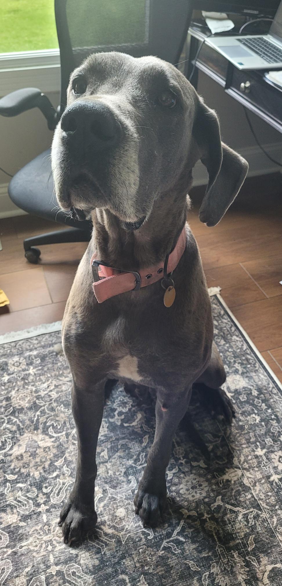 Enlarge Clover, a ADOPTABLE Great Dane in Catlettsburg, KY image 5/6