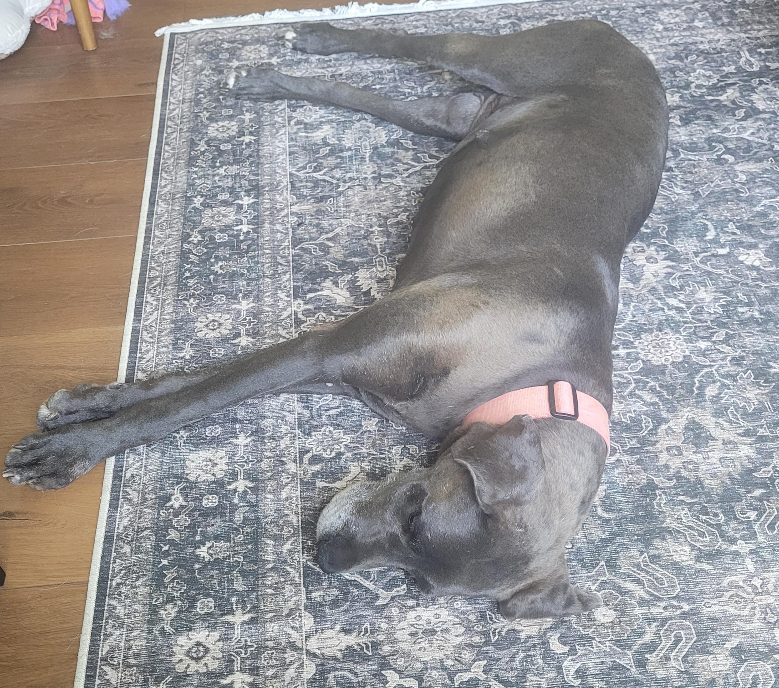 Enlarge Clover, a ADOPTABLE Great Dane in Catlettsburg, KY image 4/6