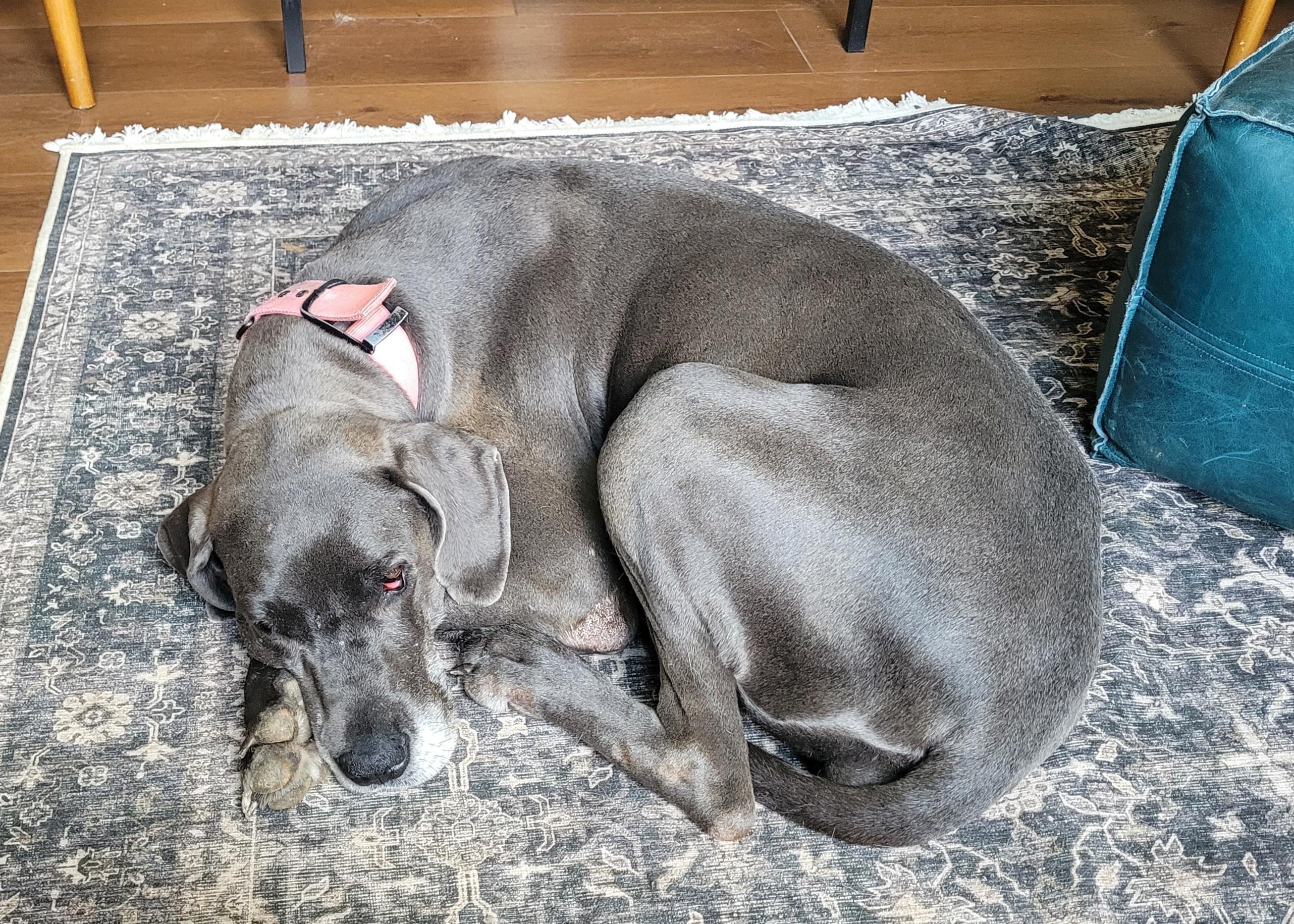 Enlarge Clover, a ADOPTABLE Great Dane in Catlettsburg, KY image 6/6