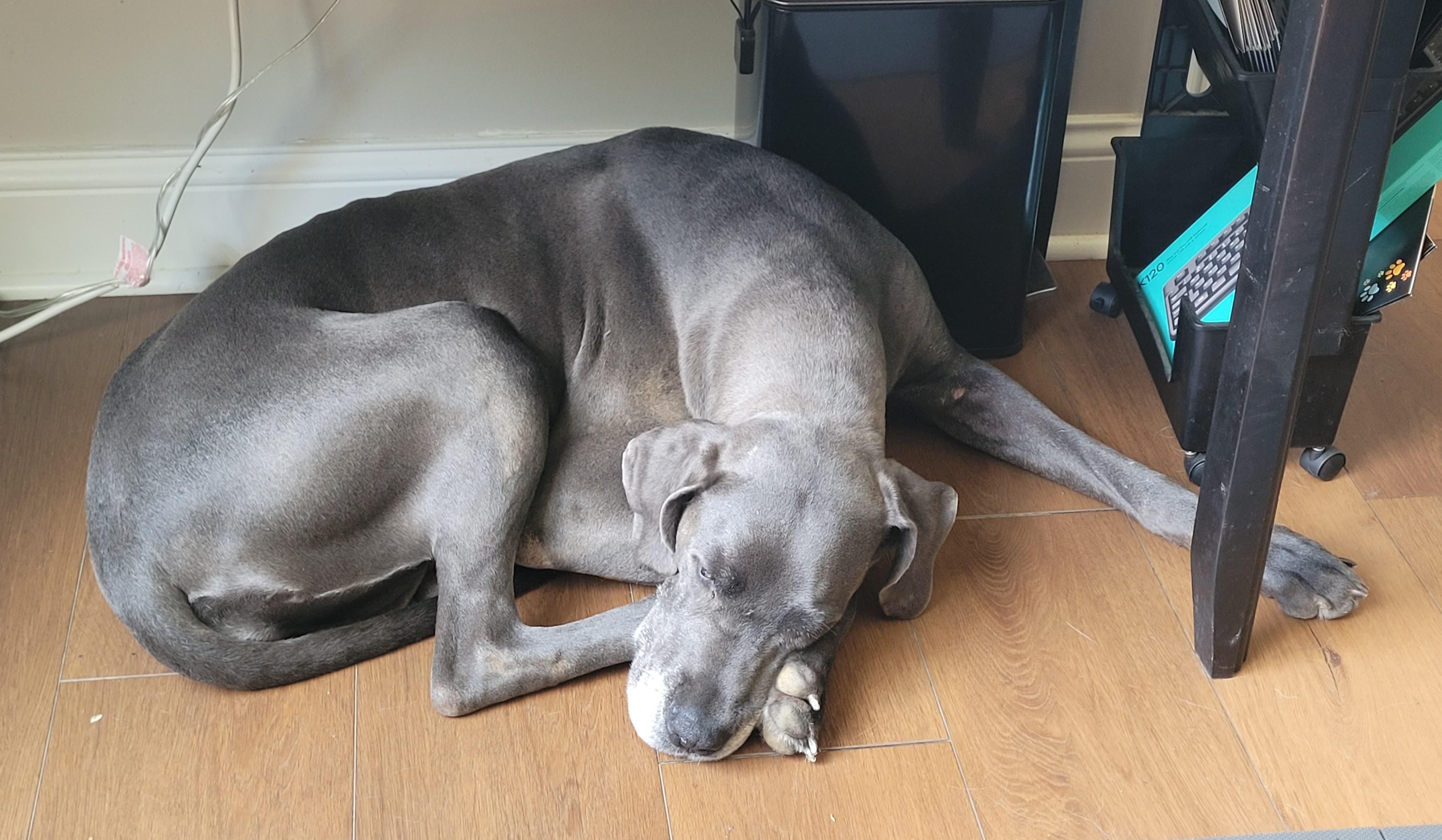 Enlarge Clover, a ADOPTABLE Great Dane in Catlettsburg, KY image 2/6
