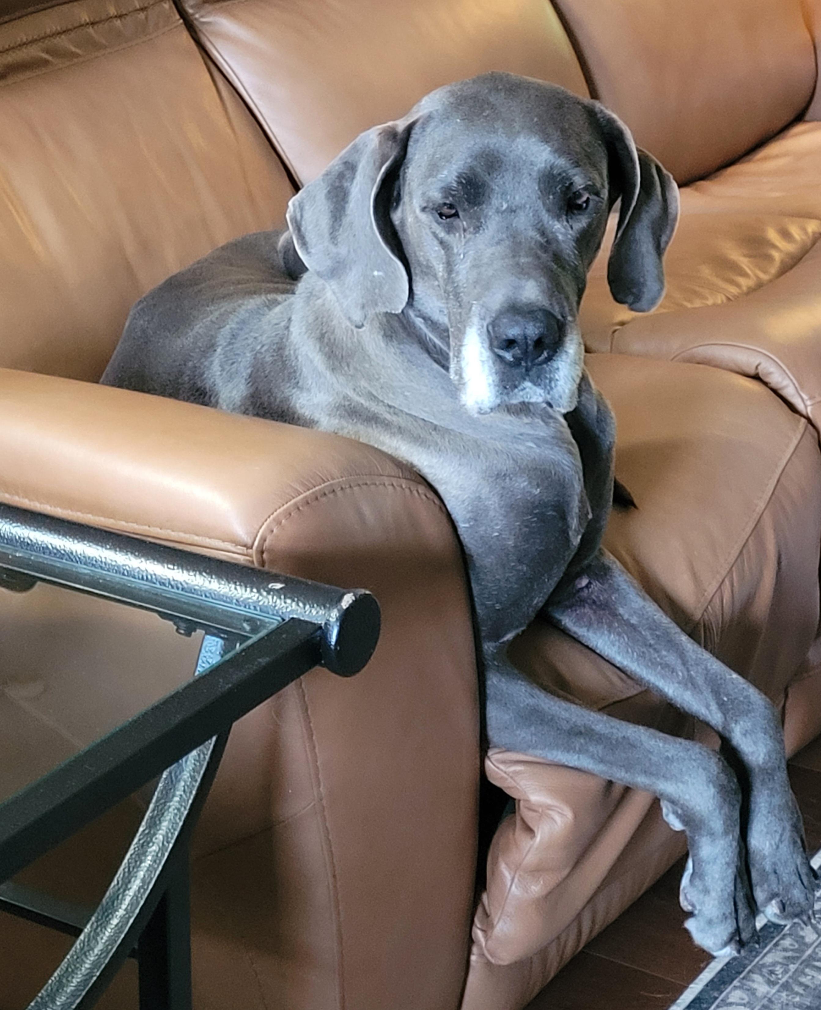Clover, ADOPTABLE, Adult Female Great Dane.