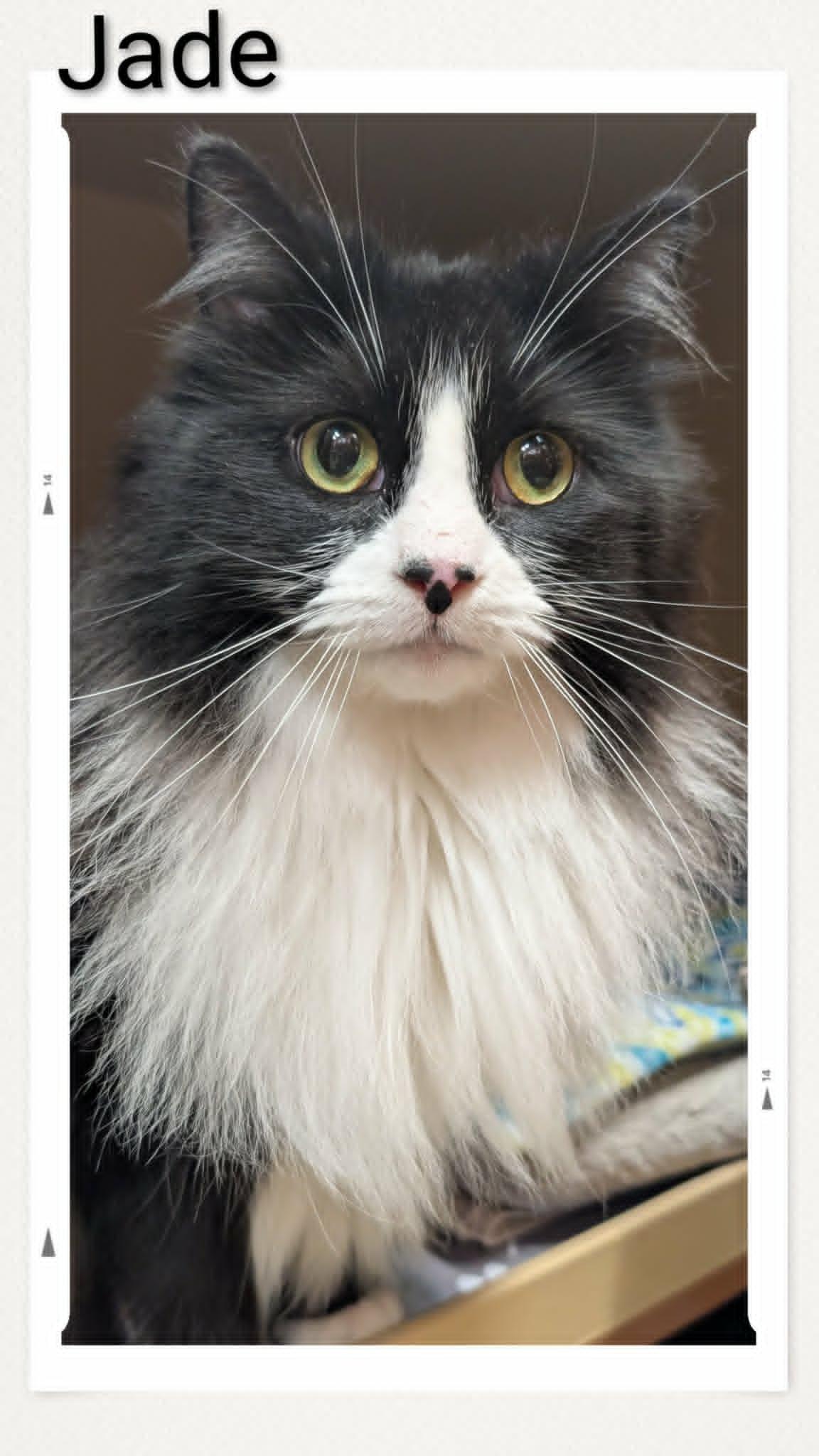 Enlarge Jade, a Adopted Domestic Long Hair in Caistor Centre, ON image 1/1