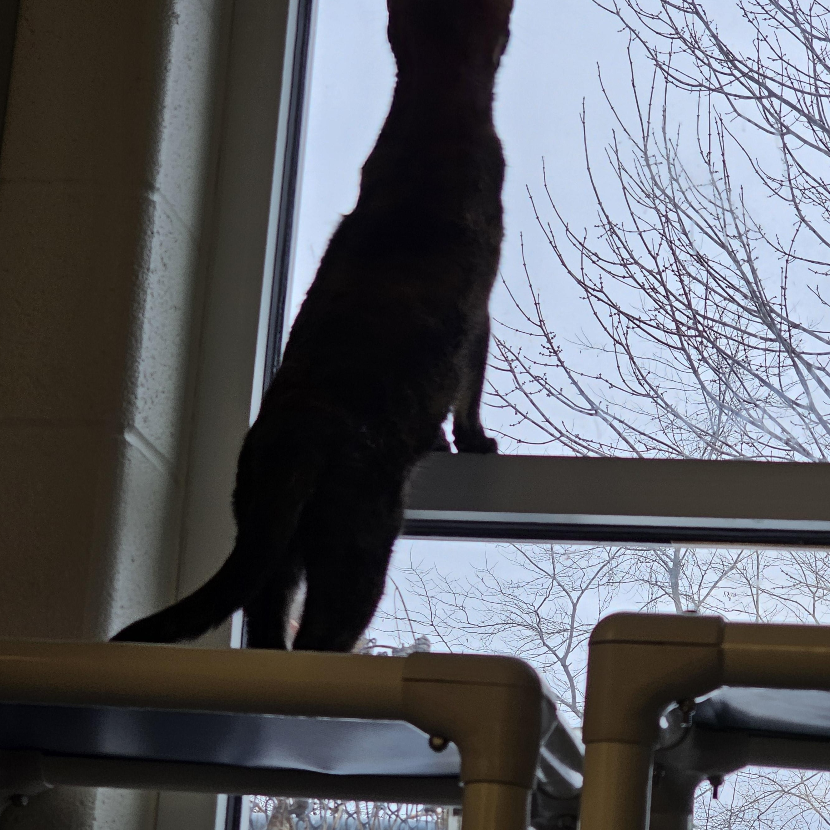 Matilda, a ADOPTABLE Tortoiseshell in Stratford, CT image 2/3