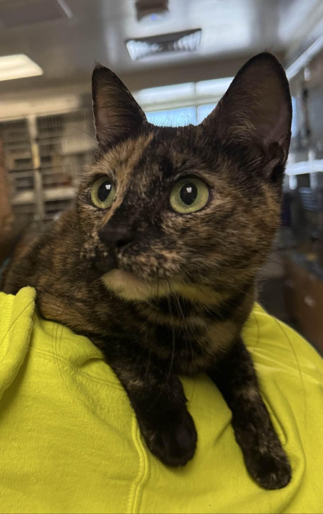 Matilda, a ADOPTABLE Tortoiseshell in Stratford, CT image 3/3