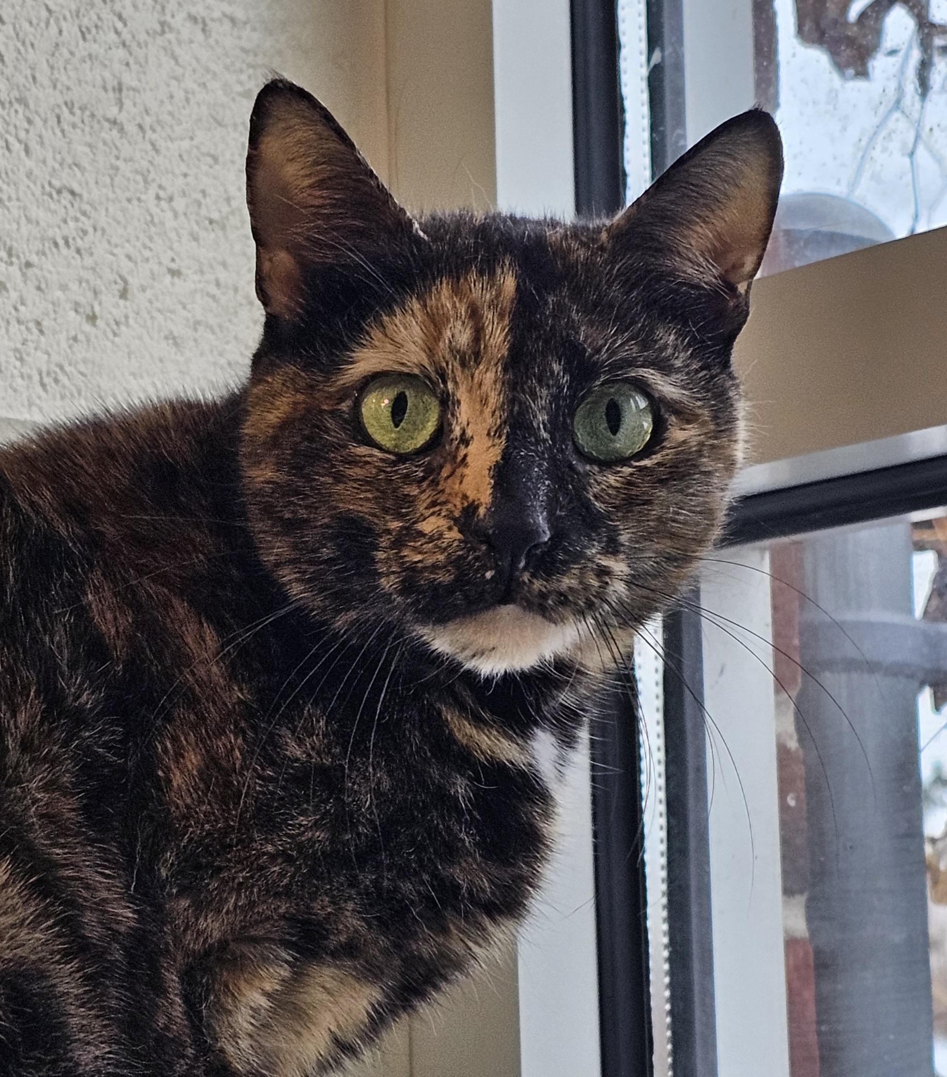 Matilda, a ADOPTABLE Tortoiseshell in Stratford, CT image 1/3