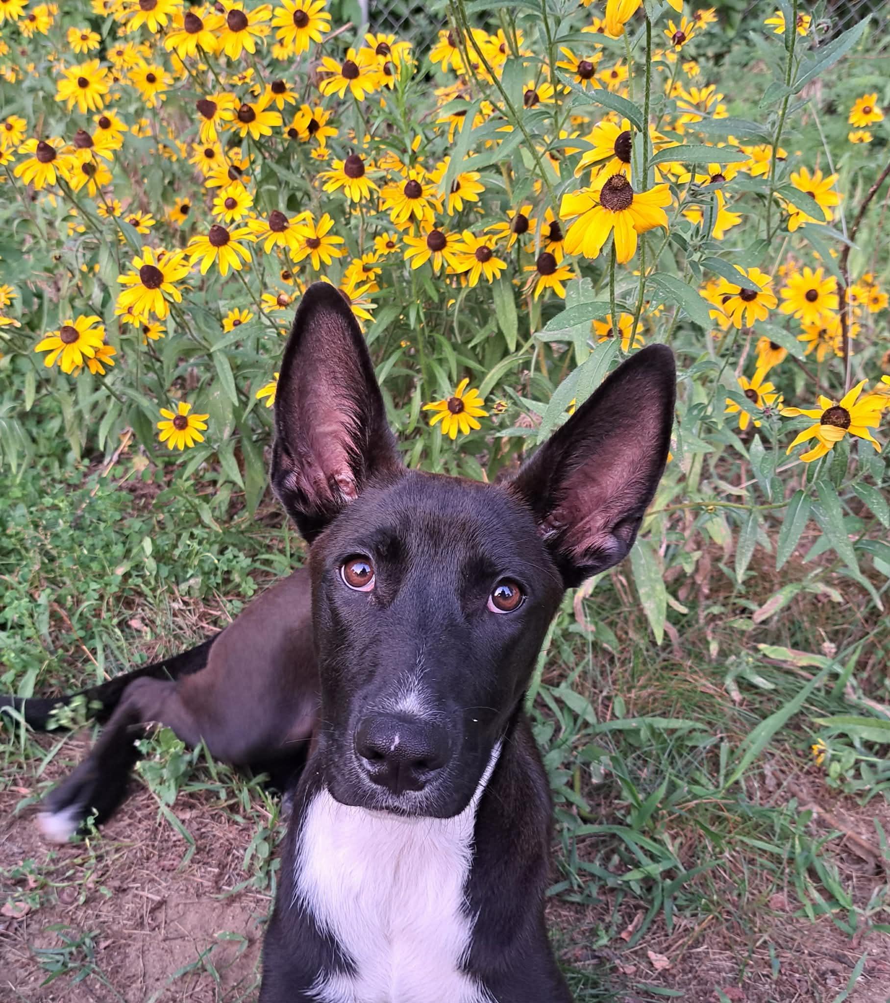 Roxie, a ADOPTABLE mixed breed in Grand Rapids, MI image 3/3
