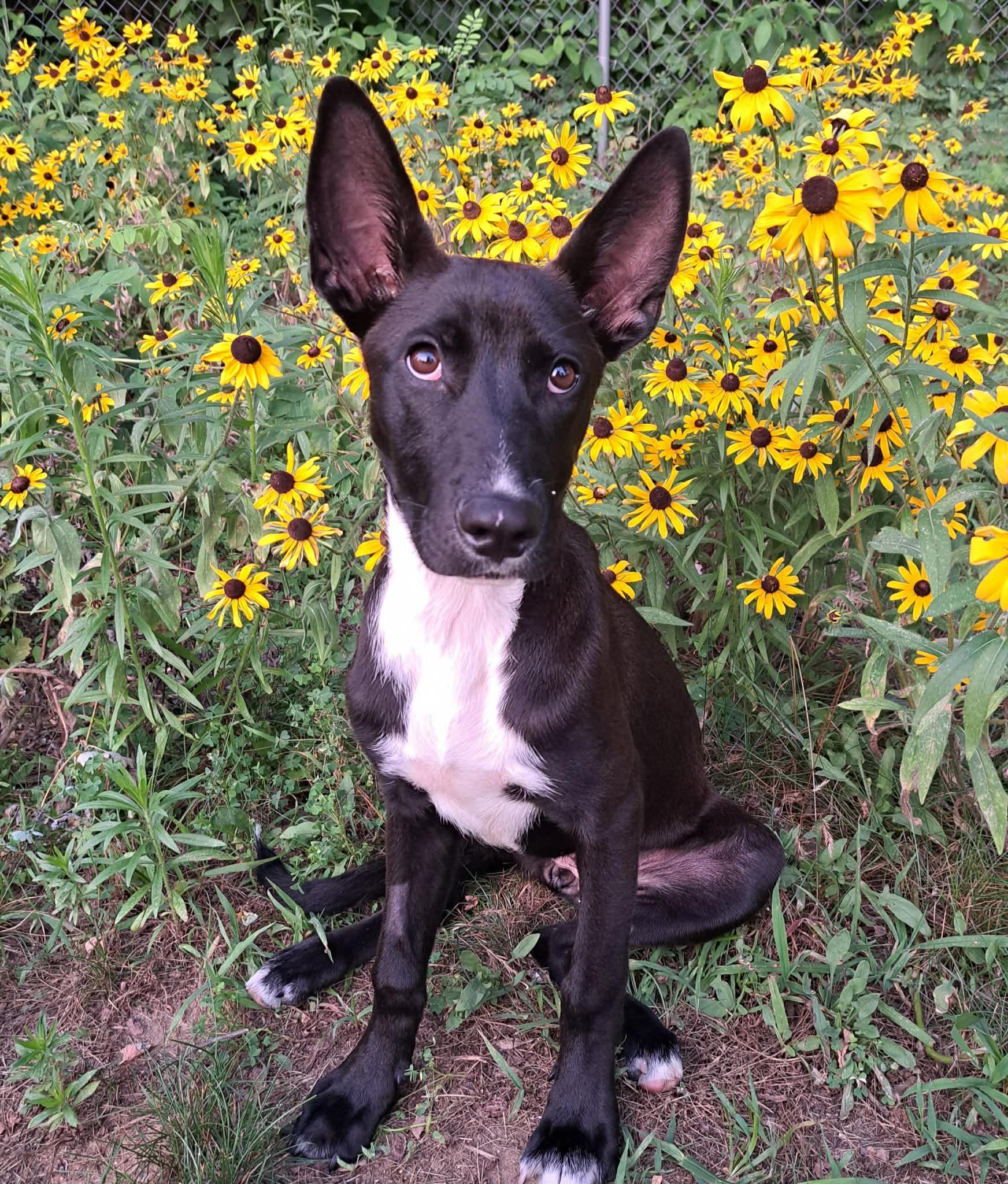 Roxie, a ADOPTABLE mixed breed in Grand Rapids, MI image 1/3