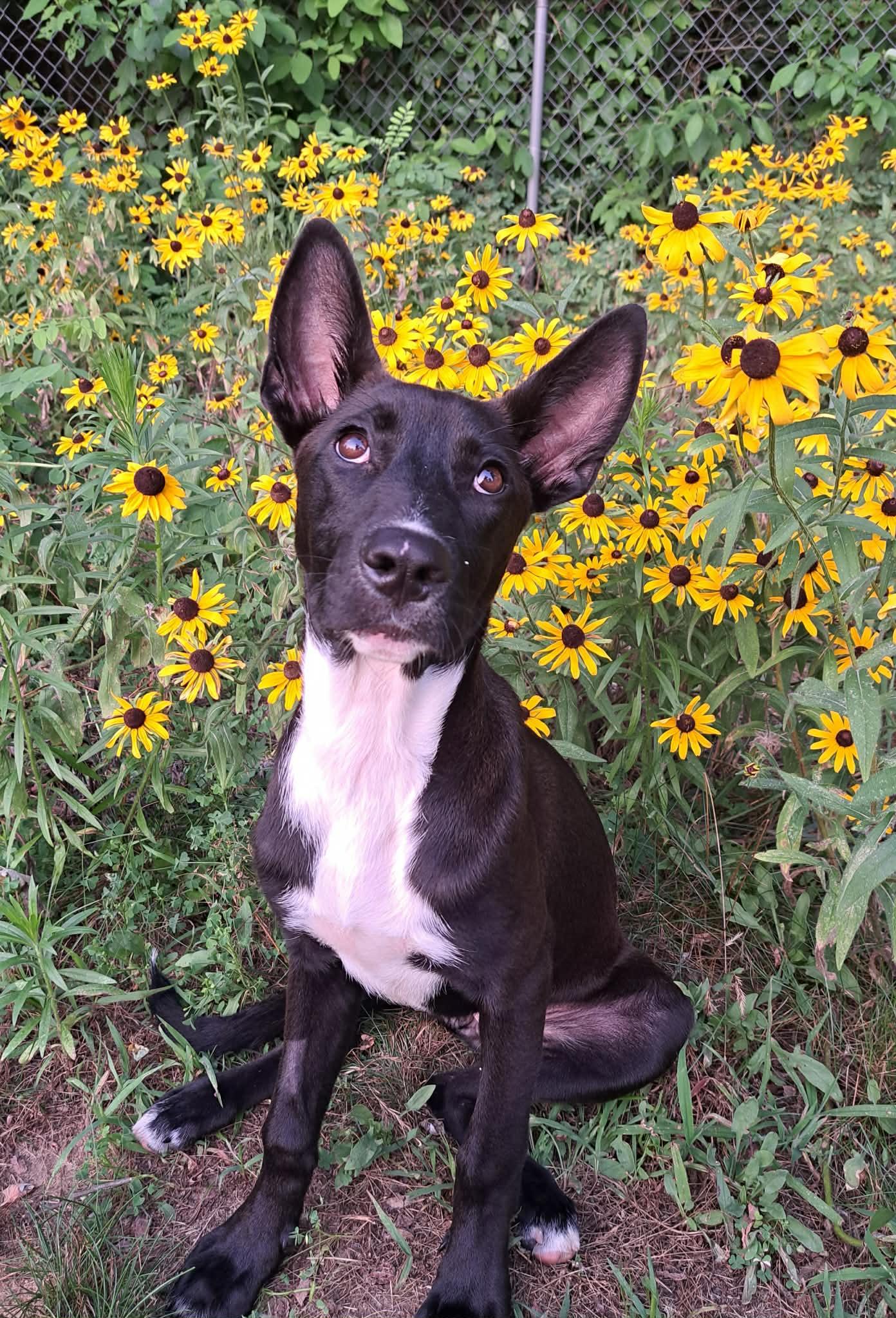 Roxie, a ADOPTABLE mixed breed in Grand Rapids, MI image 2/3