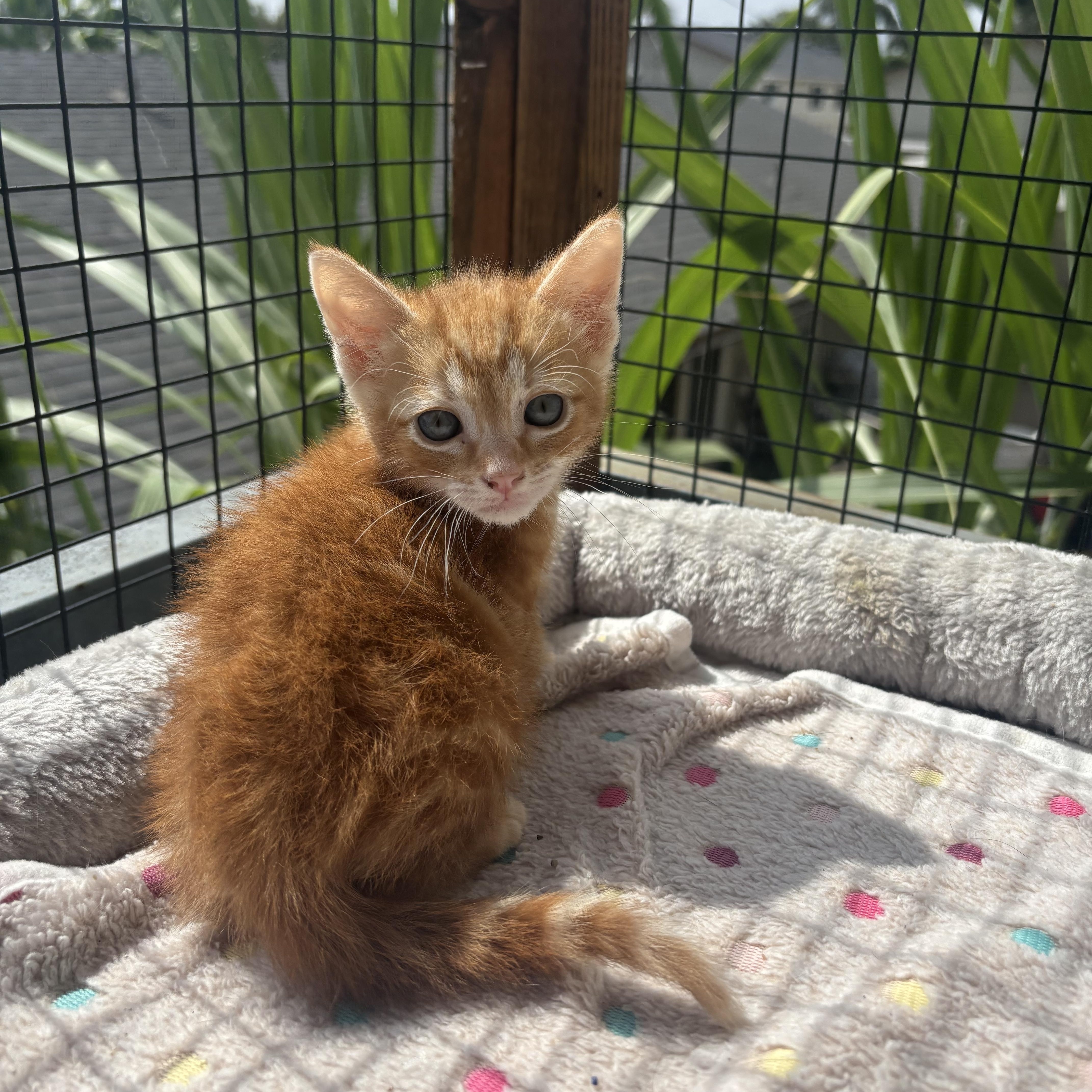Flex, a ADOPTABLE Domestic Short Hair in Costa Mesa, CA image 2/3