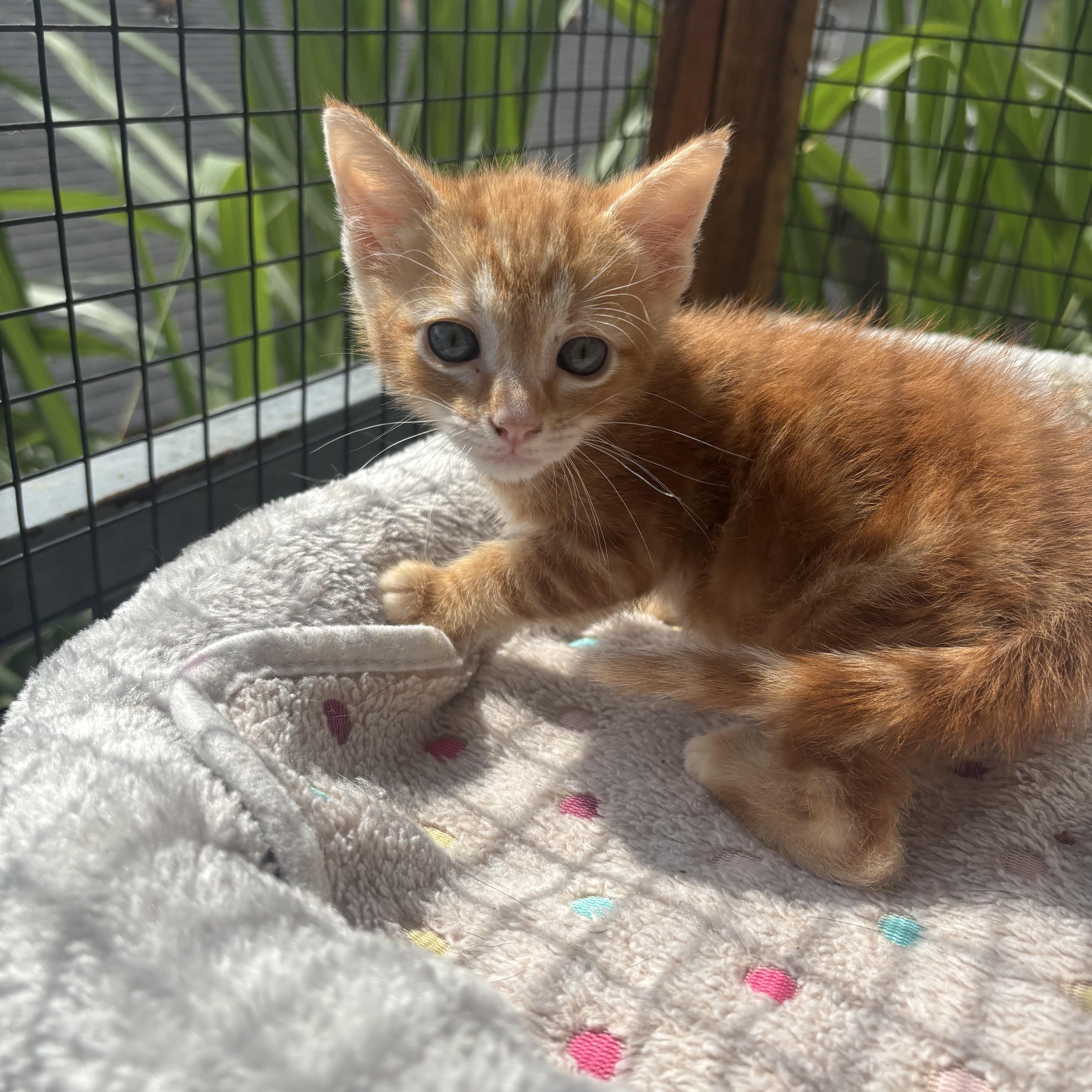 Flex, a ADOPTABLE Domestic Short Hair in Costa Mesa, CA image 1/3