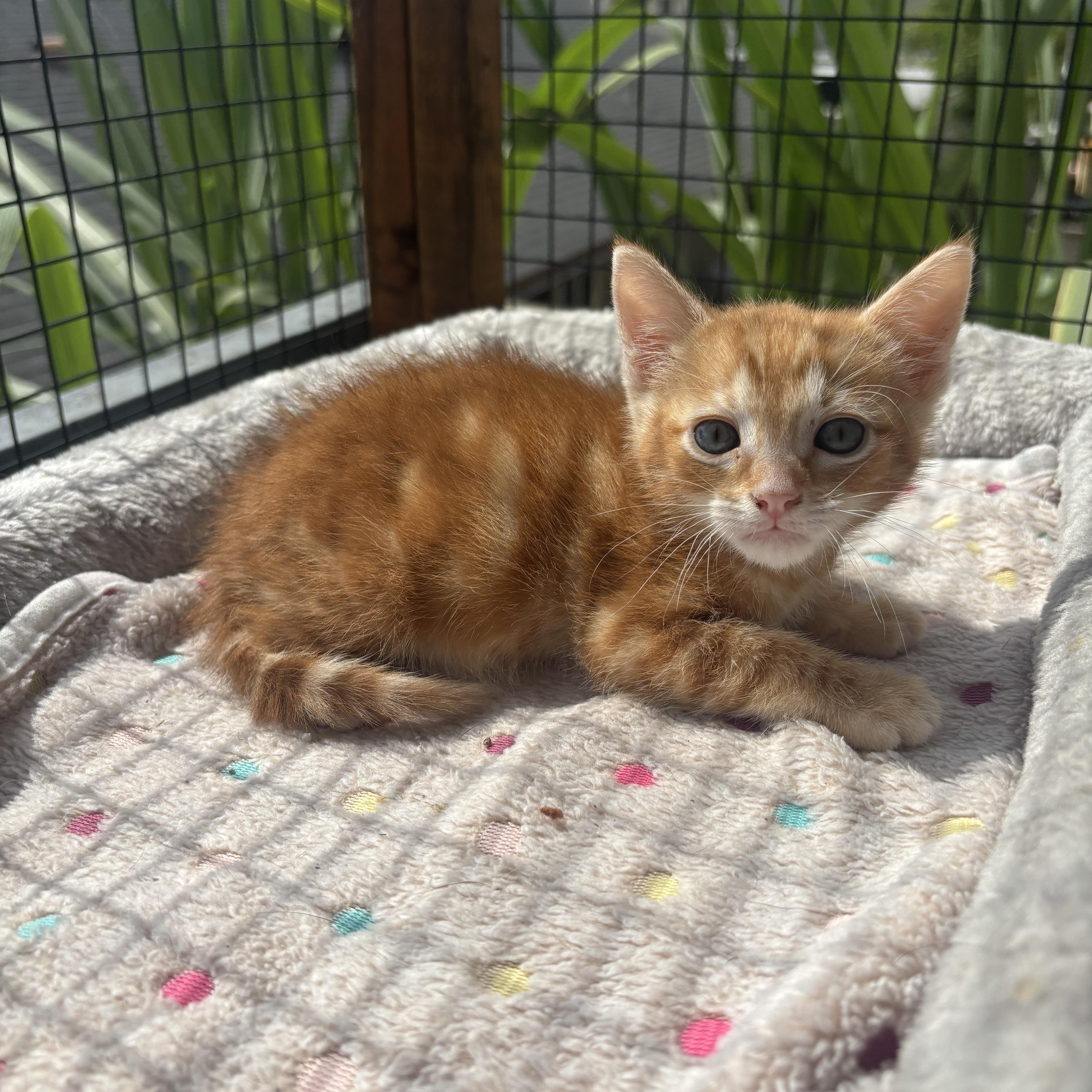 Flex, a ADOPTABLE Domestic Short Hair in Costa Mesa, CA image 3/3