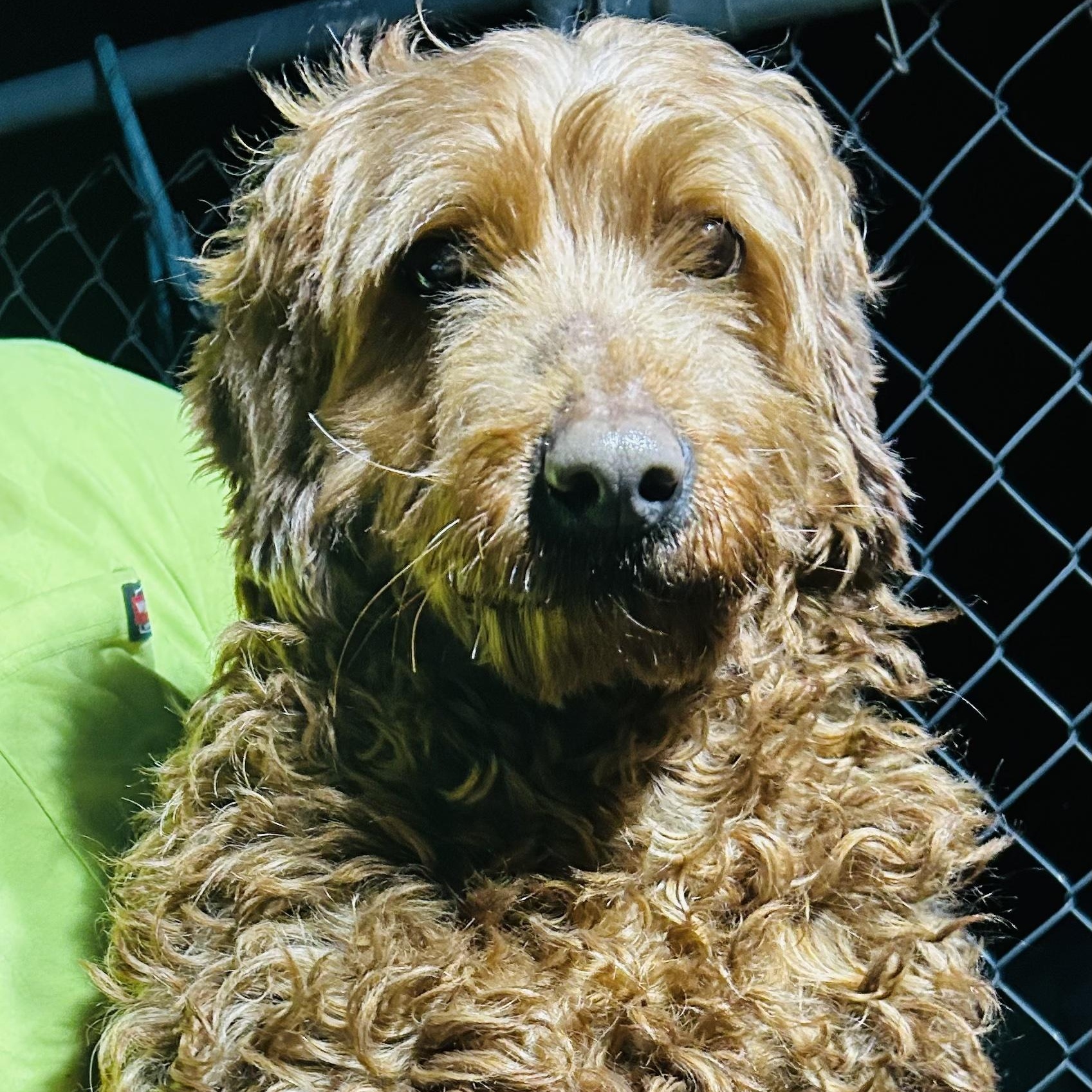 Enlarge Nikki, a ADOPTABLE Goldendoodle in Oak Bluffs, MA image 1/1