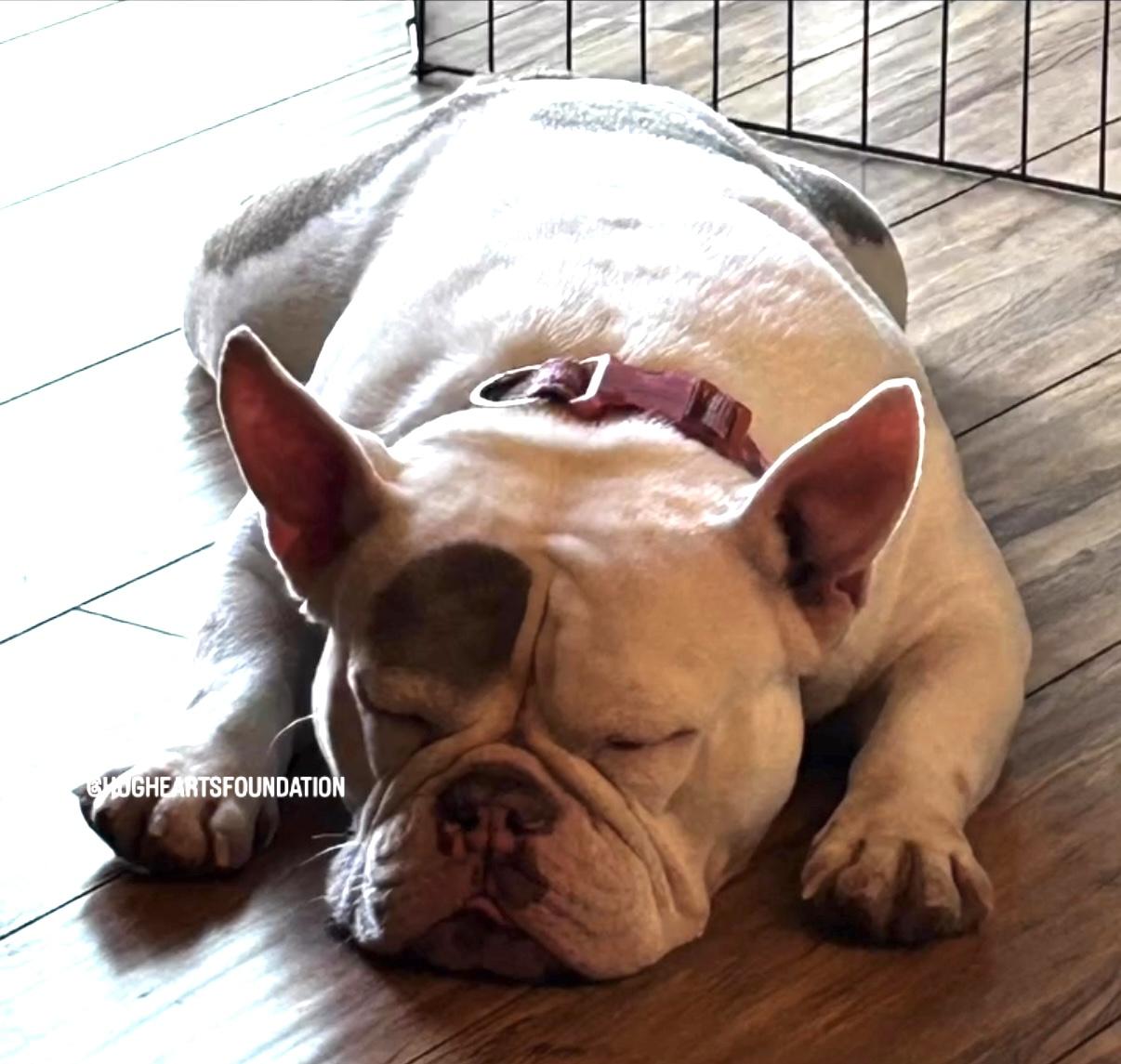 I need a foster home.  Will you help me?, Adoptable, Young Female French Bulldog & English Bulldog.