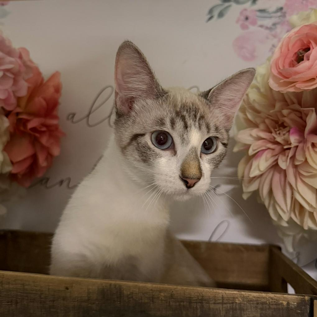Abby, Adoptable, Young Female Domestic Short Hair.