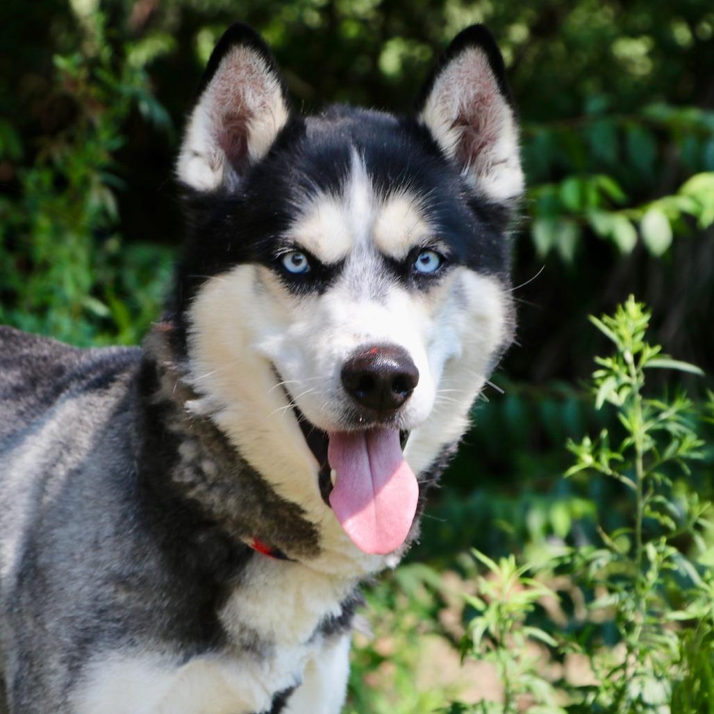 Chad, Adoptable, Adult Male Mixed Breed.