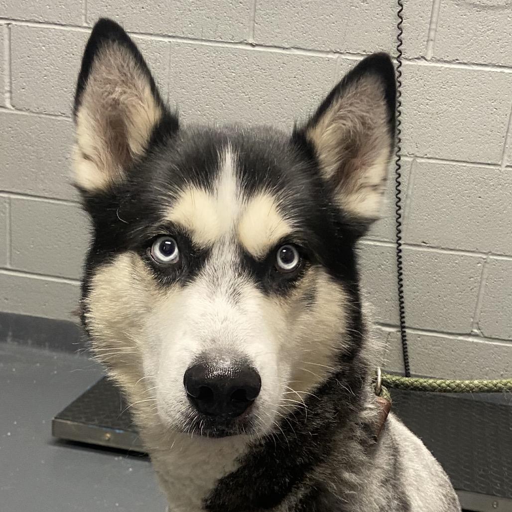 Enlarge Chad, a Adoptable Mixed Breed in Allentown, PA image 3/6