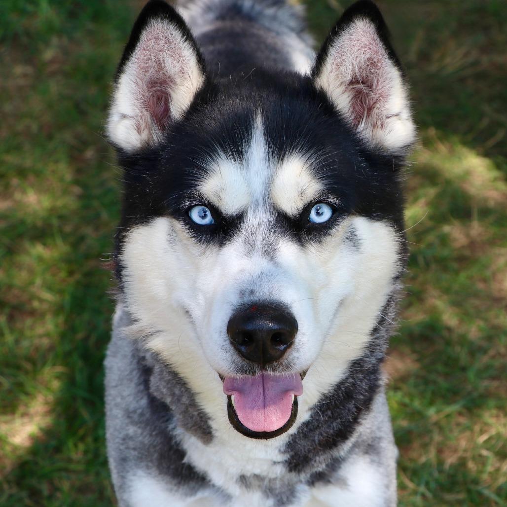 Enlarge Chad, a Adoptable Mixed Breed in Allentown, PA image 4/6