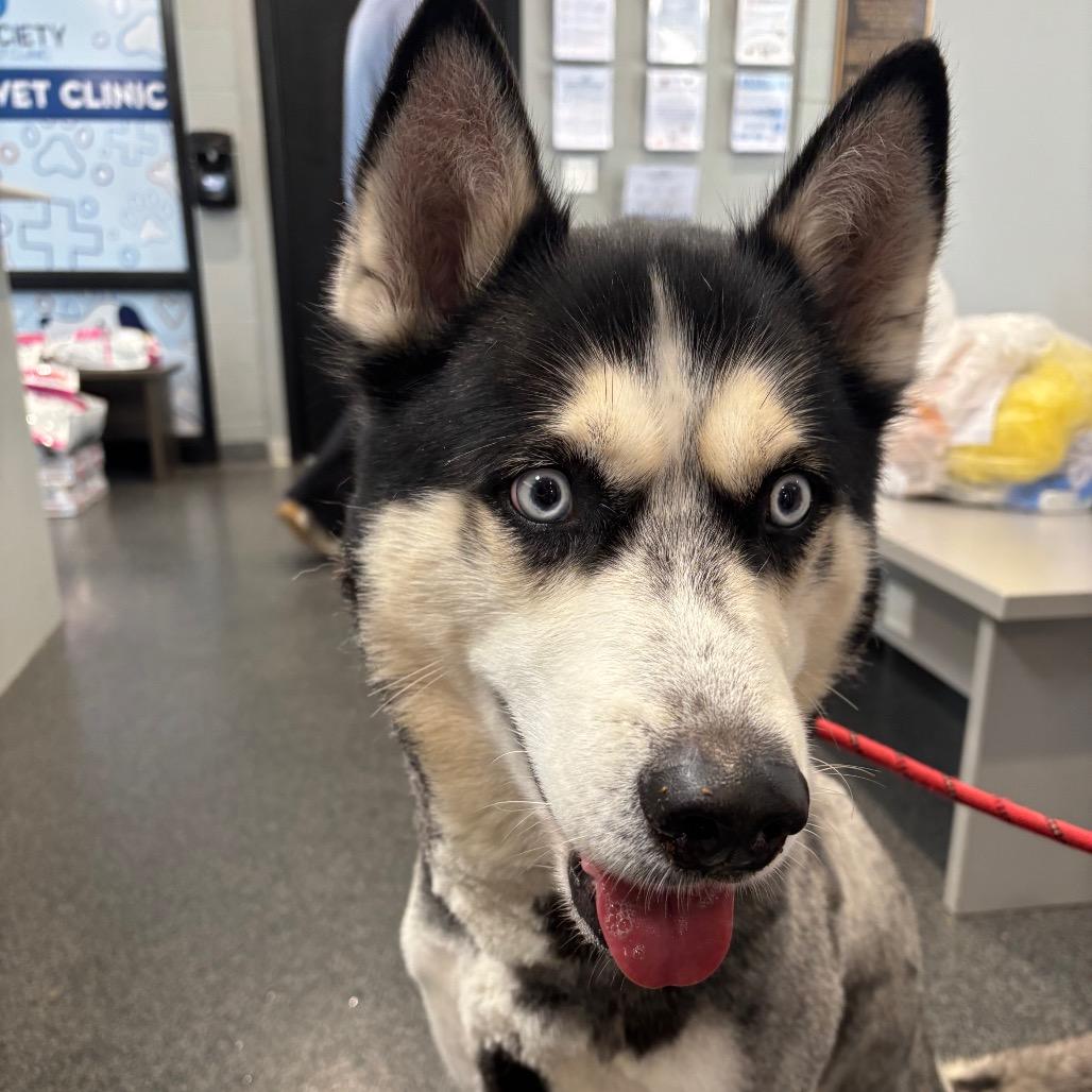 Enlarge Chad, a Adoptable Mixed Breed in Allentown, PA image 5/6
