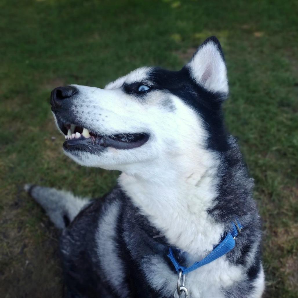 Enlarge Chad, a Adoptable Mixed Breed in Allentown, PA image 6/6