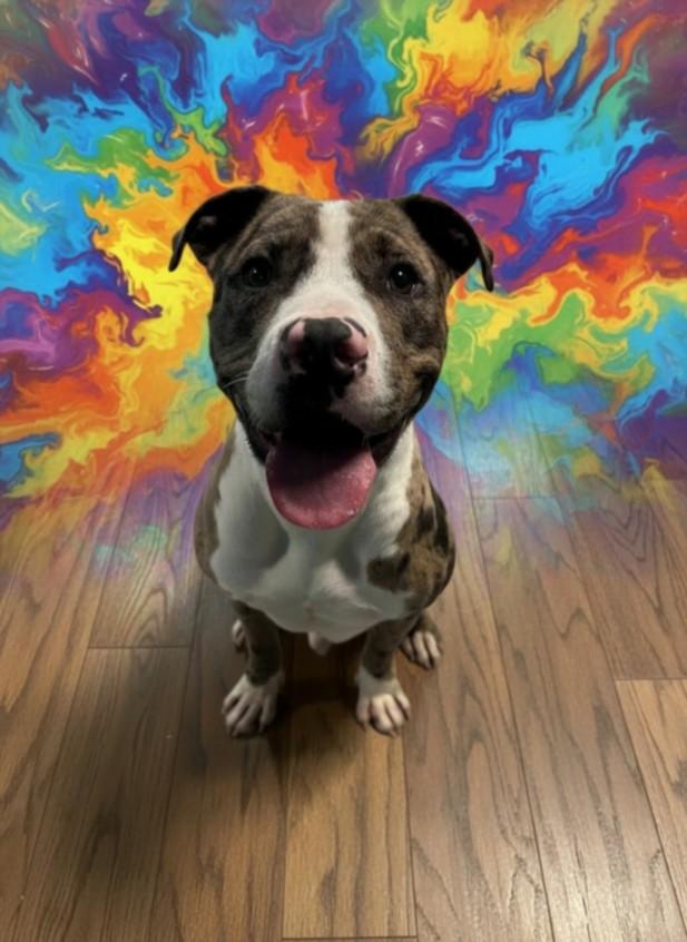 Enlarge BERNIE, a Adoptable Pit Bull Terrier in Clinton Township, MI image 1/1