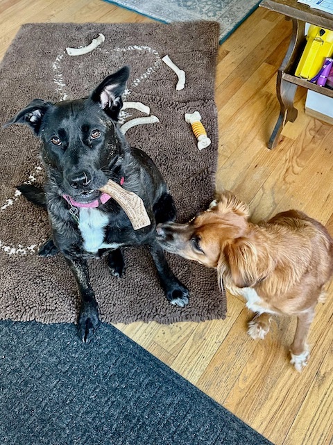 TESSIE - Foster To Adopt, Adoptable, Adult Female Shepherd.