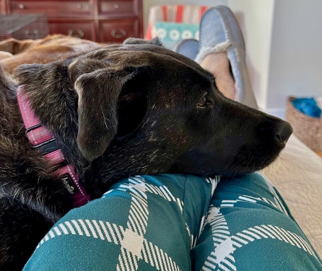 TESSIE - Foster To Adopt, a Adoptable Shepherd in Alpharetta, GA image 2/18