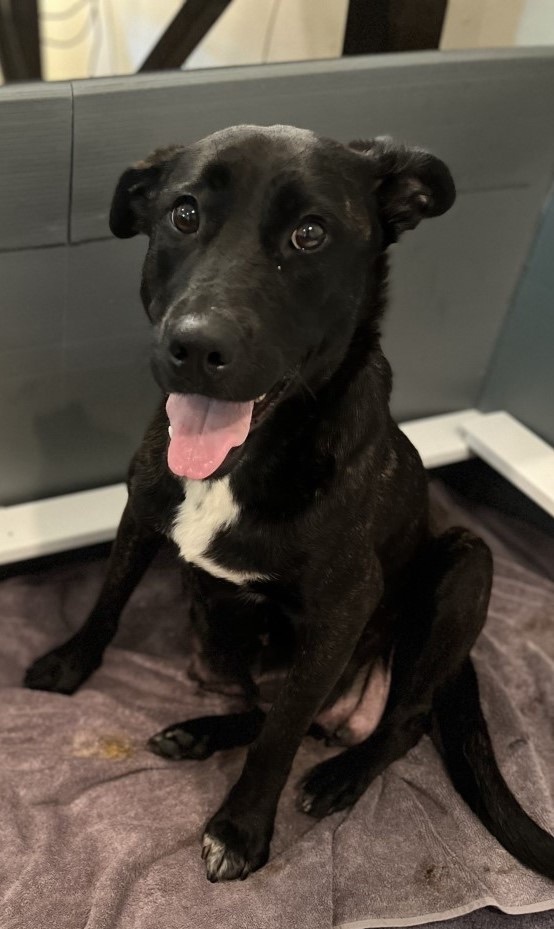 TESSIE - Foster To Adopt, a Adoptable Shepherd in Alpharetta, GA image 3/18