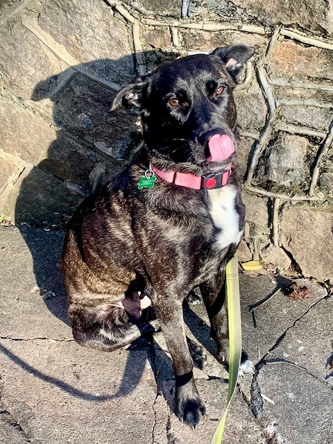 TESSIE - Foster To Adopt, a Adoptable Shepherd in Alpharetta, GA image 4/18