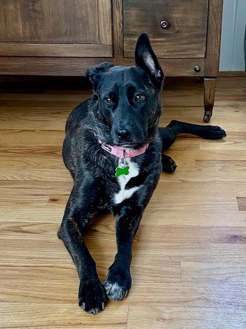 TESSIE - Foster To Adopt, a Adoptable Shepherd in Alpharetta, GA image 5/18