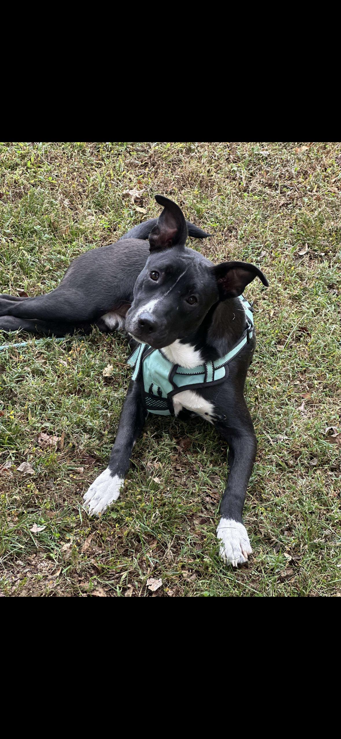 Dimitri, a Adoptable mixed breed in Spring hill, TN image 5/6