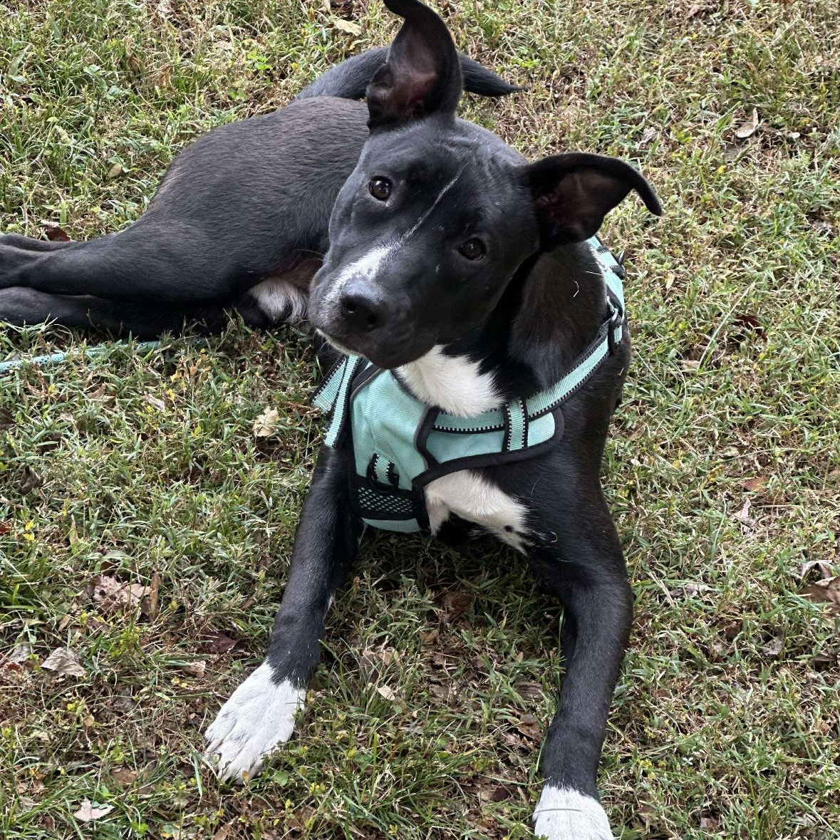 Enlarge Dimitri, a Adoptable mixed breed in Spring hill, TN image 3/5