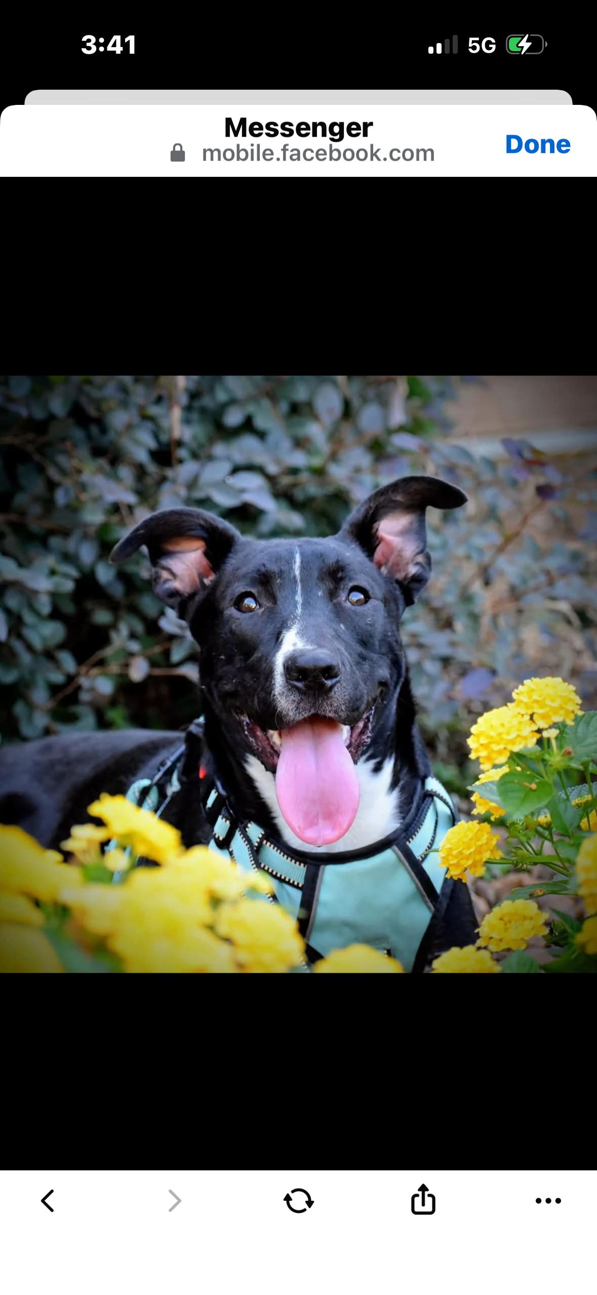 Dimitri, a Adoptable mixed breed in Spring hill, TN image 3/6