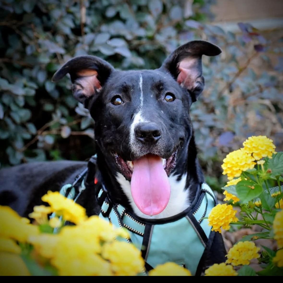 Enlarge Dimitri, a Adoptable mixed breed in Spring hill, TN image 4/5