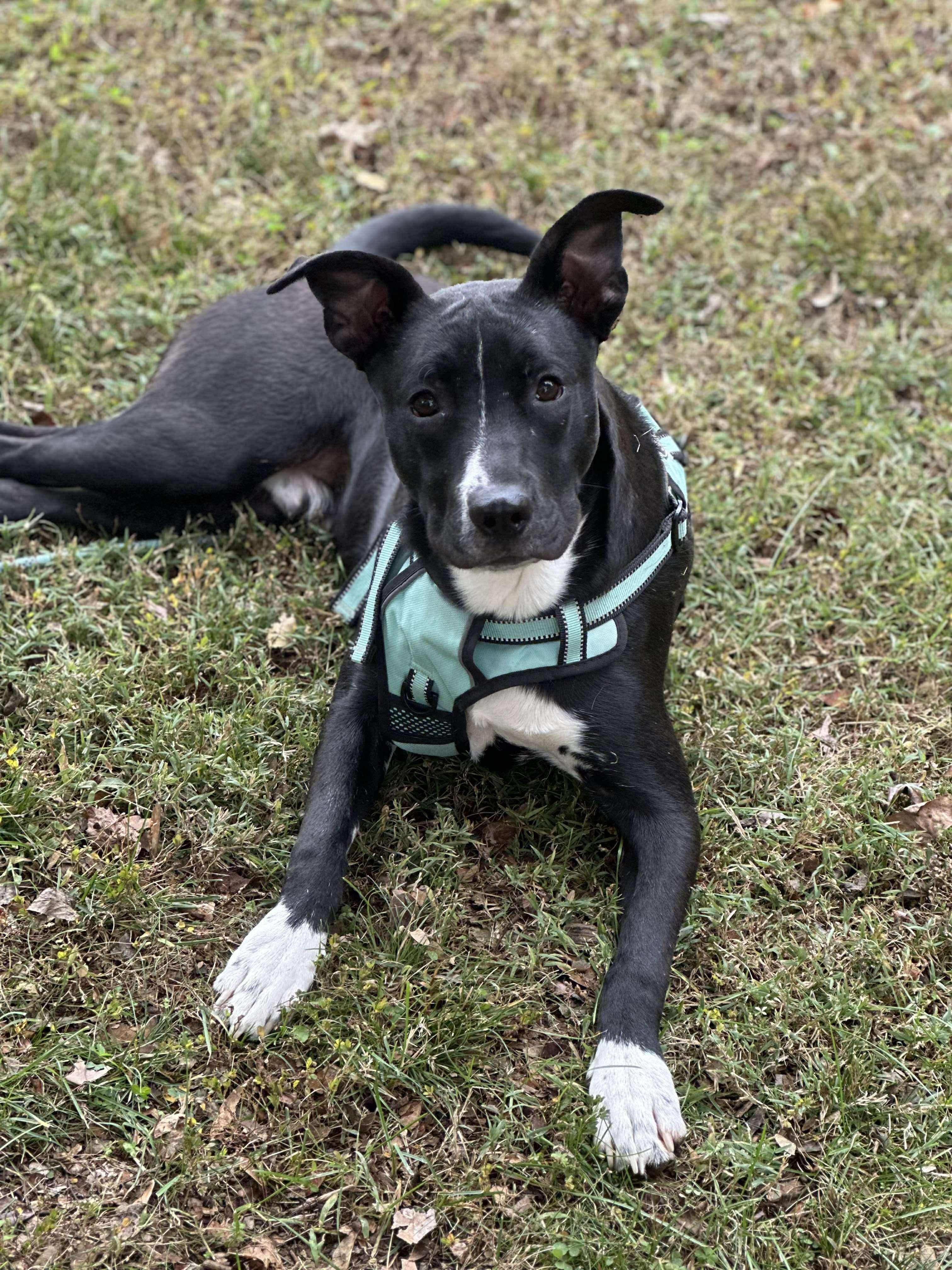 Dimitri, a Adoptable mixed breed in Spring hill, TN image 4/6