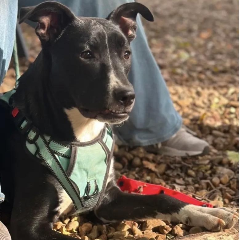 Dimitri, Adoptable, Young Male Border Collie & American Staffordshire Terrier.