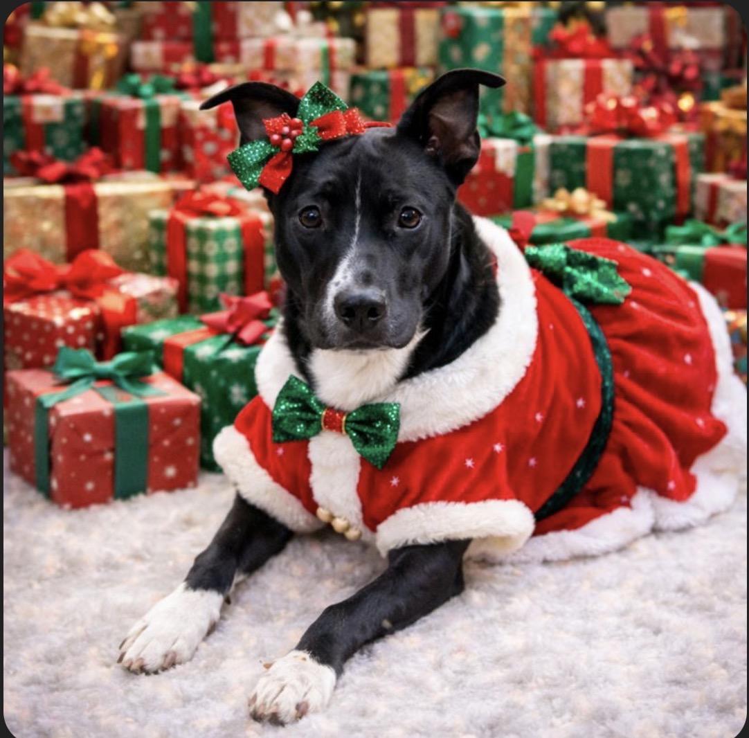 Dimitri, Adoptable, Young Male Border Collie & American Staffordshire Terrier.