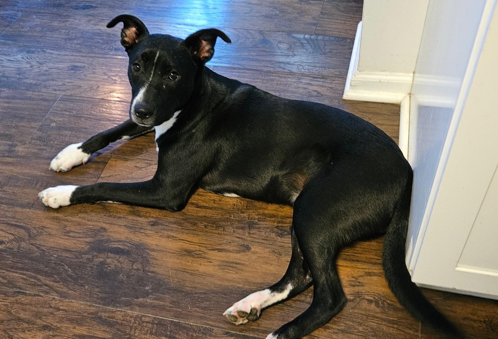 Dimitri, a Adoptable mixed breed in Spring hill, TN image 1/6