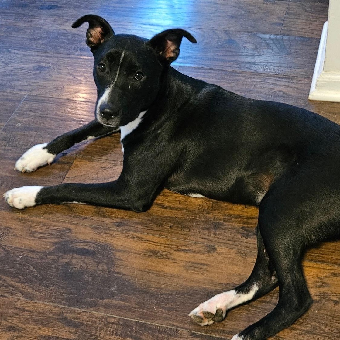 Enlarge Dimitri, a Adoptable mixed breed in Spring hill, TN image 1/5