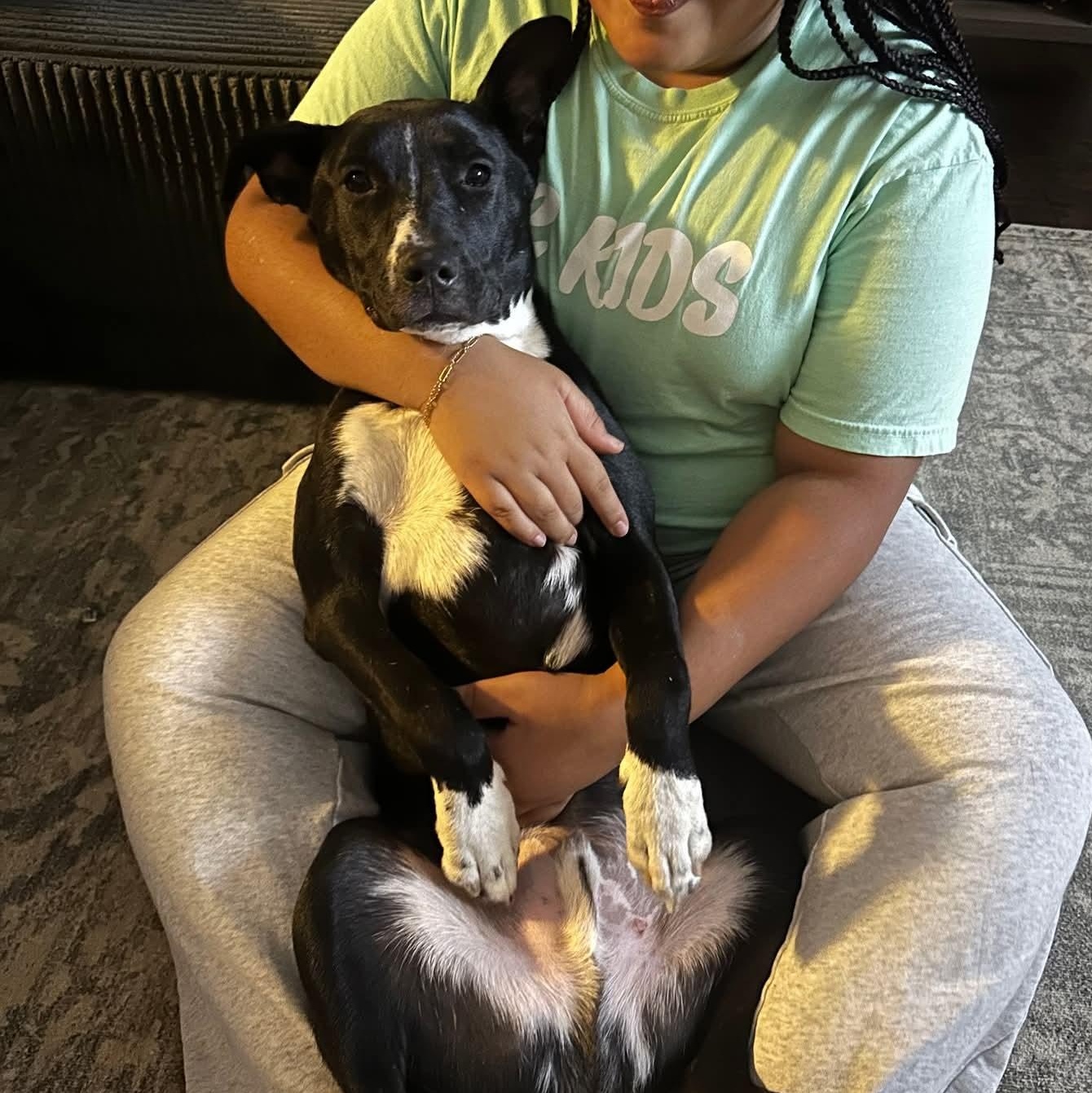 Enlarge Dimitri, a Adoptable mixed breed in Spring hill, TN image 2/5