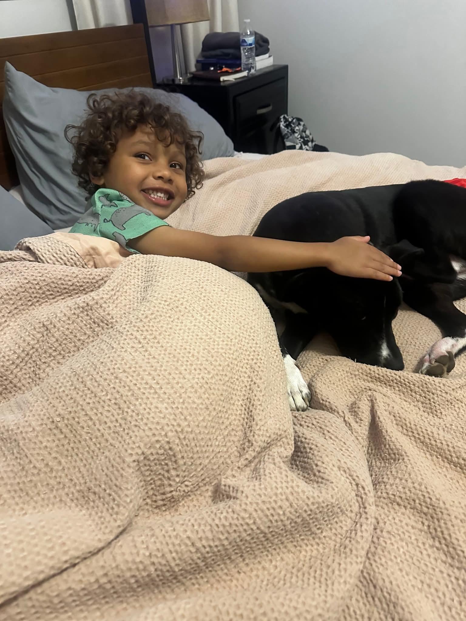 Dimitri, a Adoptable mixed breed in Spring hill, TN image 6/6