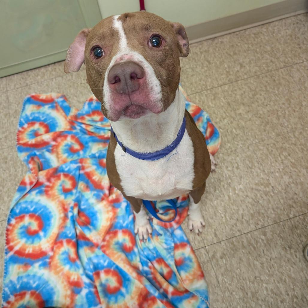 Butcher, Adoptable, Adult Male Pit Bull Terrier & Mixed Breed.