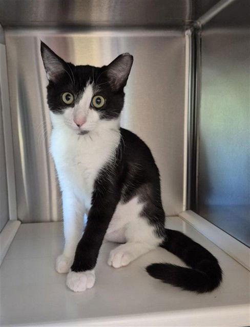 Enlarge Barn-N-Noble, a Adopted Domestic Short Hair in Elk Grove, CA image 1/3